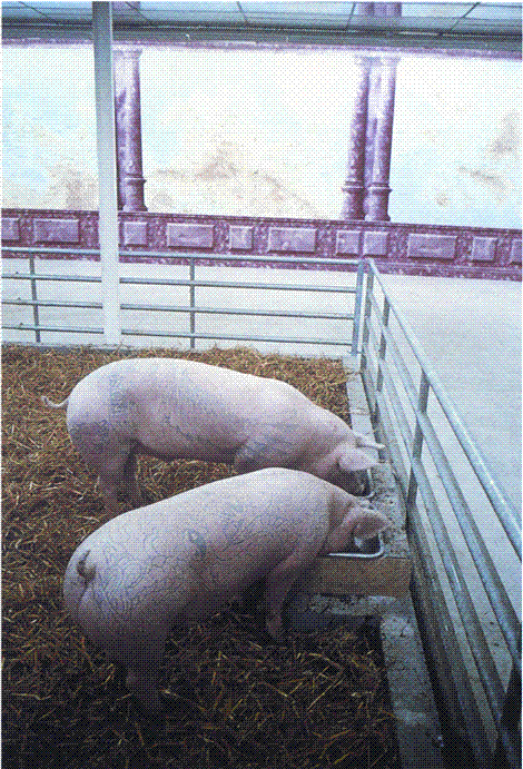Live tattooed pigs born 1998 Eddy and 1997 Marcel dimensions growing