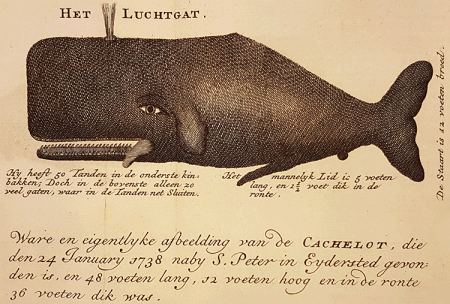illustratie
