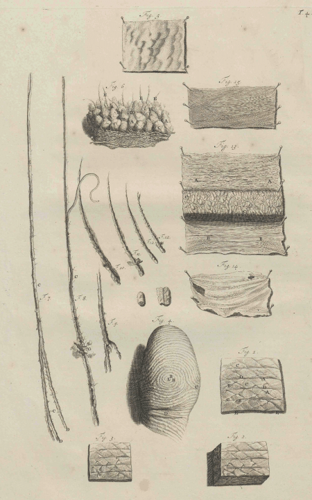 illustratie