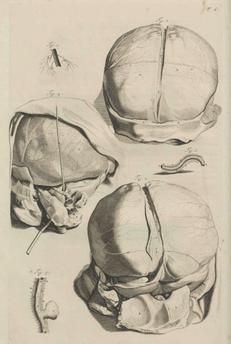 illustratie