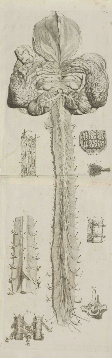illustratie