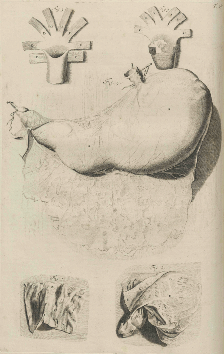 illustratie