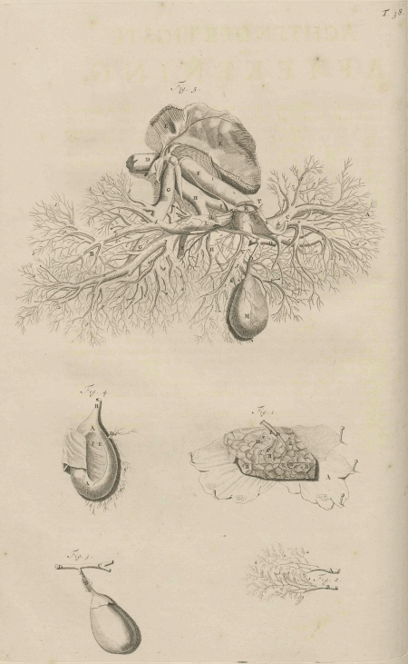 illustratie