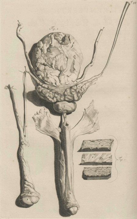 illustratie