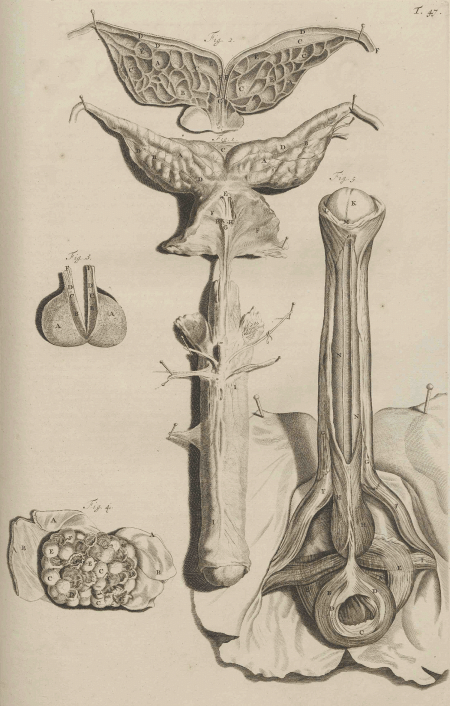 illustratie