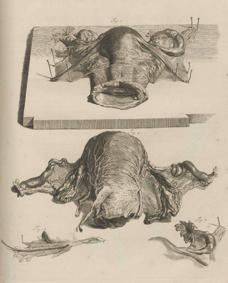 illustratie
