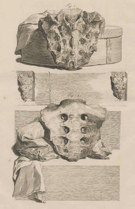 illustratie