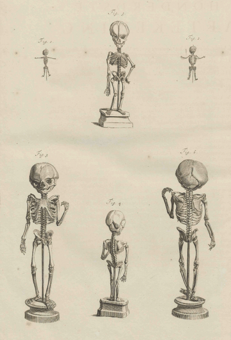 illustratie
