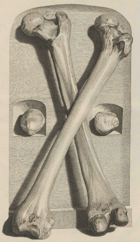 illustratie