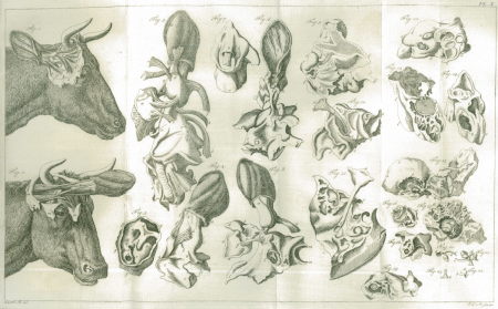 illustratie