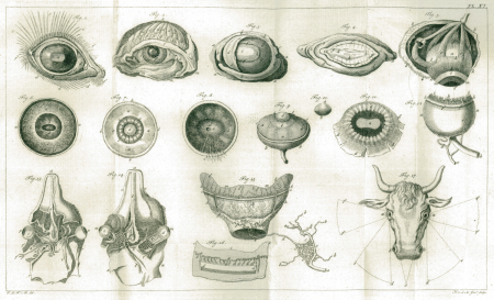 illustratie