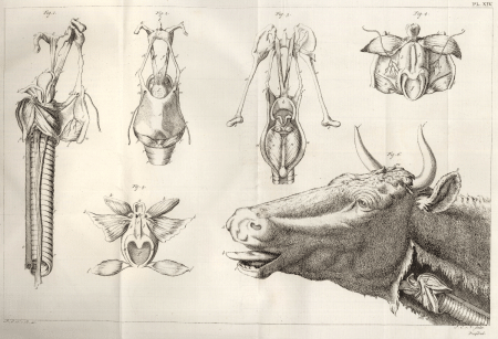 illustratie