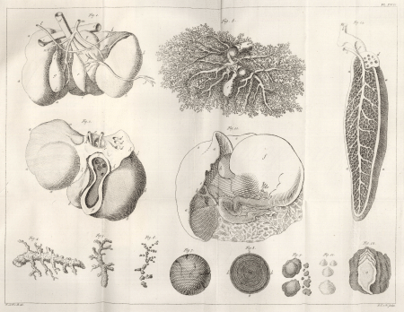 illustratie