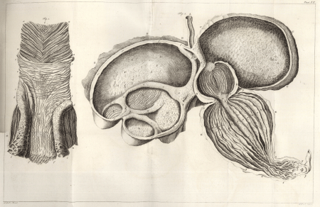 illustratie