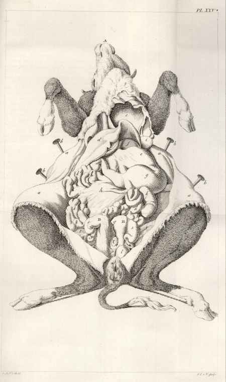 illustratie