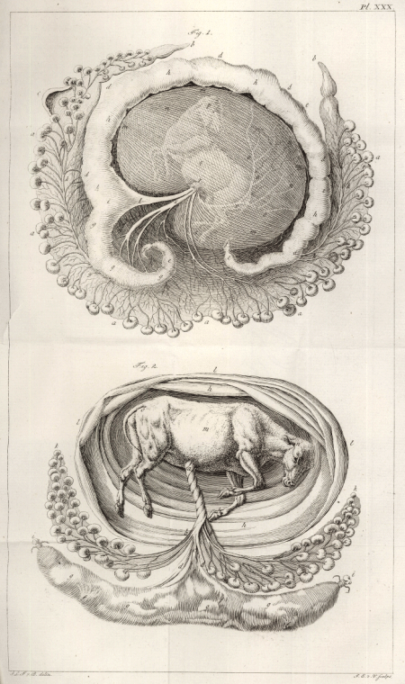 illustratie