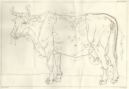 illustratie