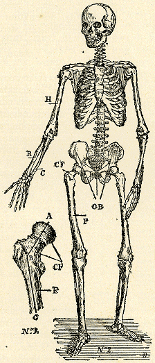 illustratie