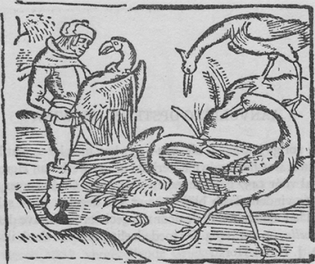illustratie