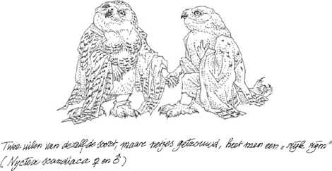 illustratie