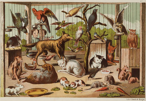 illustratie