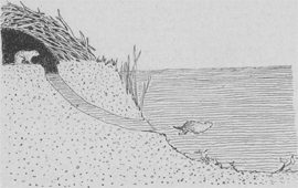 illustratie