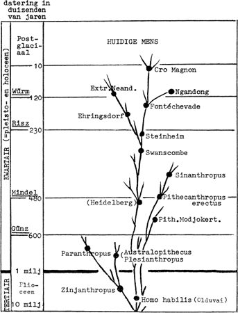 definitie van radioactieve datering van fossielen