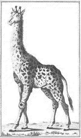 illustratie