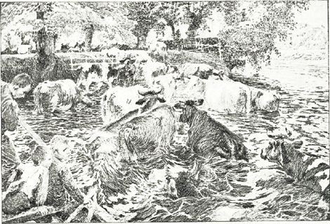 illustratie