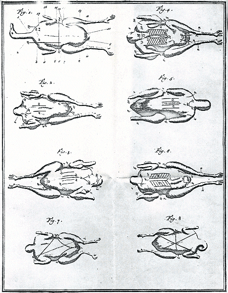 illustratie
