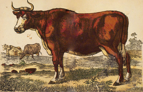 illustratie