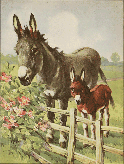 illustratie
