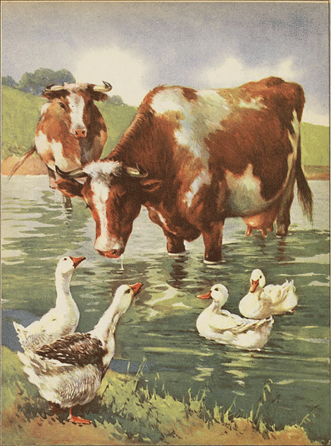 illustratie