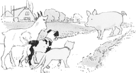 illustratie