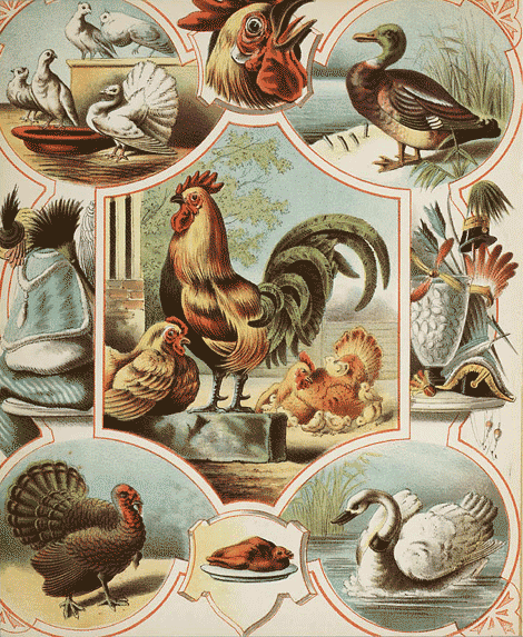 illustratie