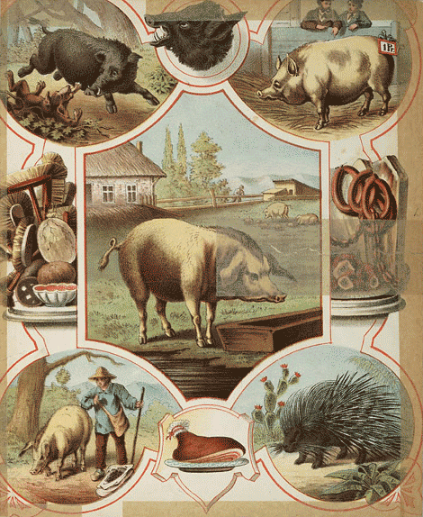 illustratie