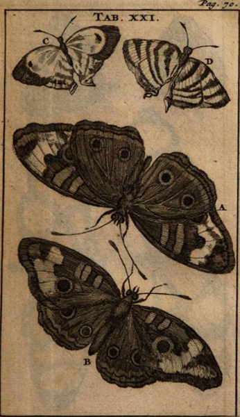 illustratie