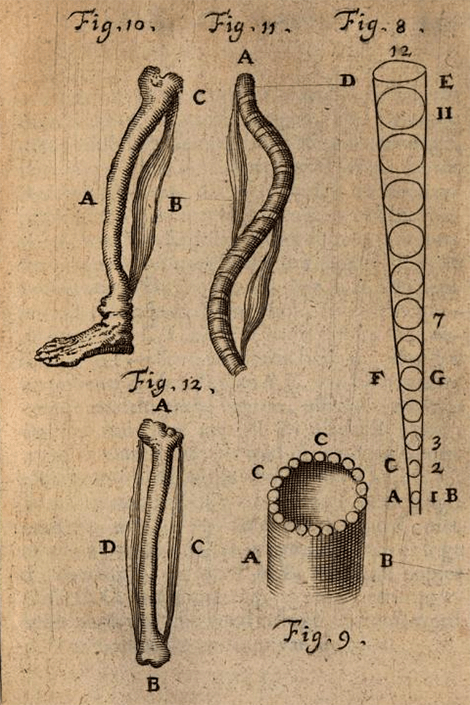 illustratie