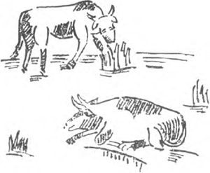 illustratie