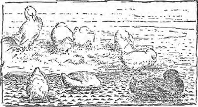 illustratie