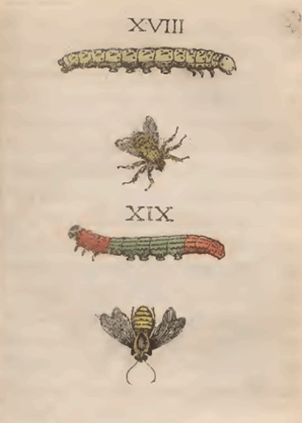 illustratie