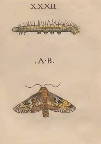 illustratie