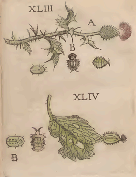 illustratie