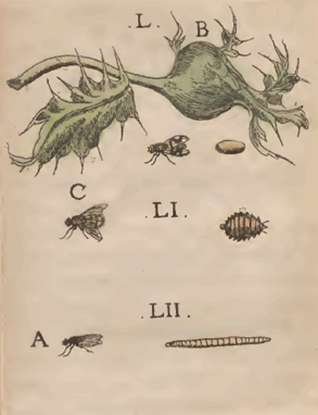 illustratie