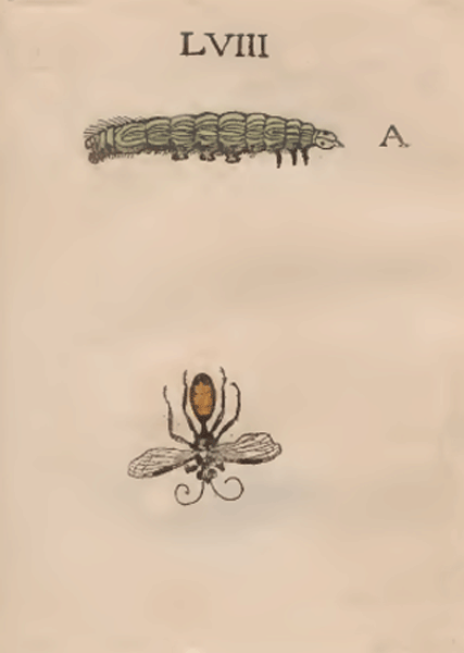 illustratie