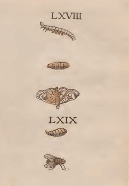 illustratie