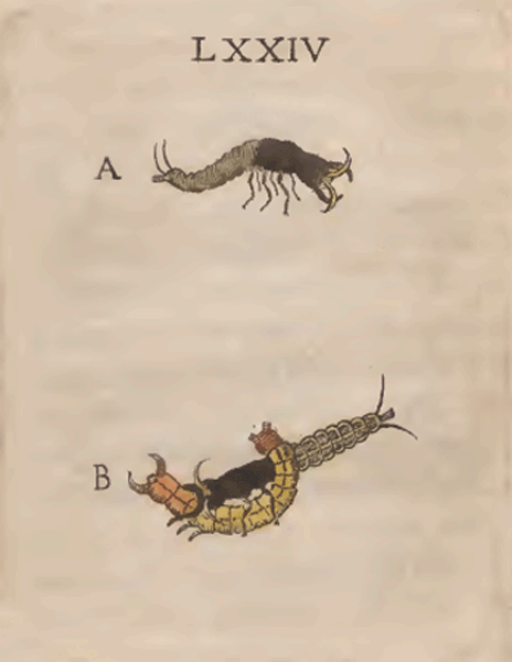 illustratie