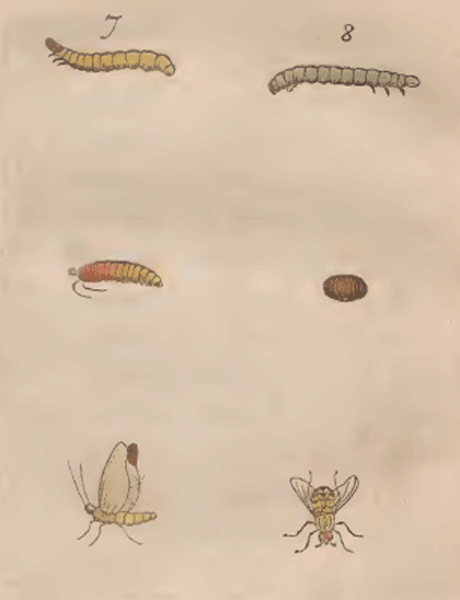 illustratie