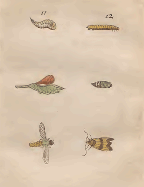 illustratie