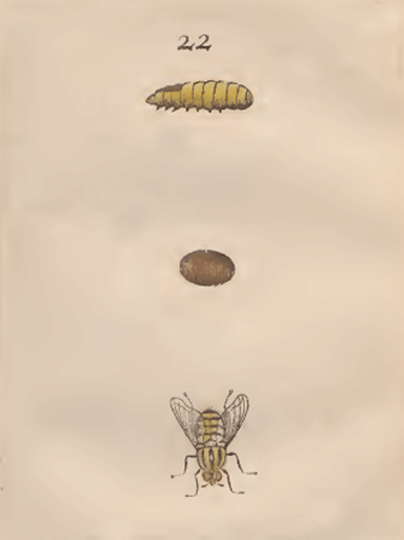illustratie